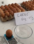Pack of 12 - Lohmann Brown Eggs